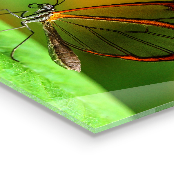 Küchenrückwand Spritzschutz Schmetterling auf einem Blatt