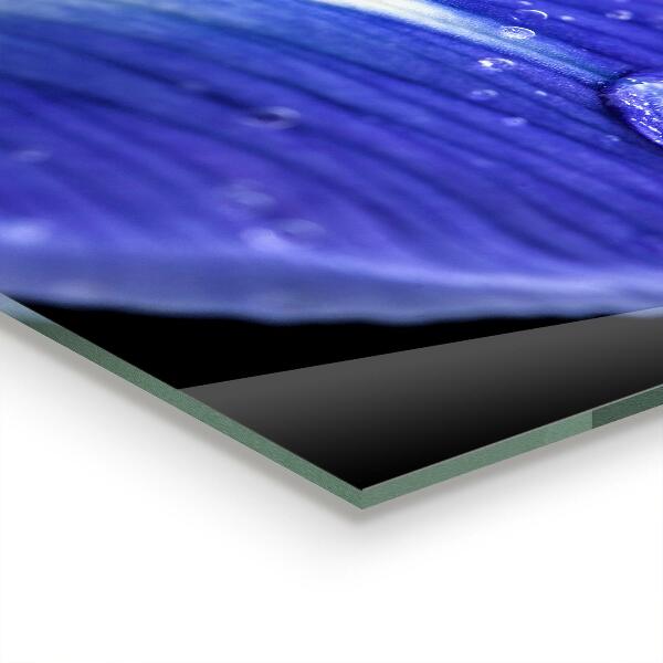 Küchenrückwand Spritzschutz Lila Irisblume