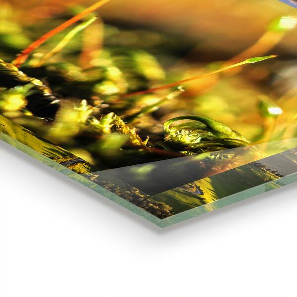 Küchenrückwand Spritzschutz Details zum Waldmoos