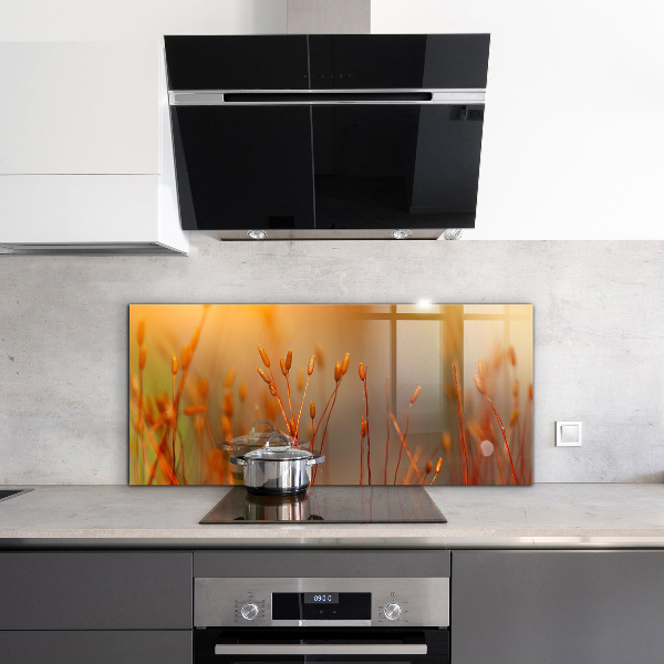 Küchenrückwand Spritzschutz Getreidefeld bei Sonnenuntergang