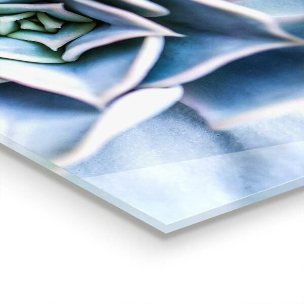 Küchenrückwand Spritzschutz Kaktus Sukkulente