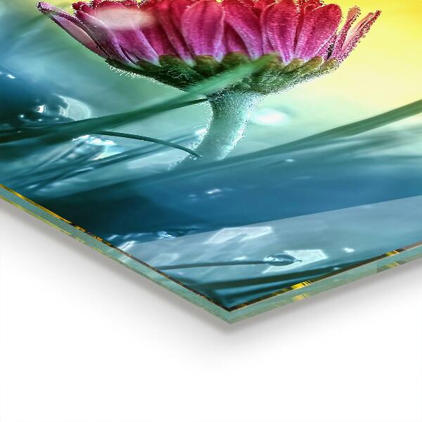 Küchenrückwand Spritzschutz Zartes Gänseblümchen auf der Wiese