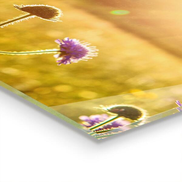 Küchenrückwand Fliesenspiegel Sommerblühende Wiese