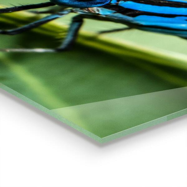 Küchenrückwand Spritzschutz Libelle auf Blatt