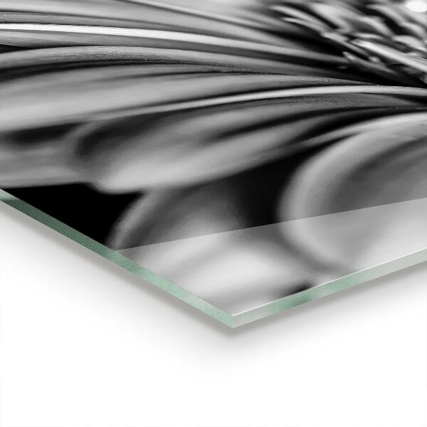 Küchenrückwand Fliesenspiegel Gerber Schwarzweißfoto