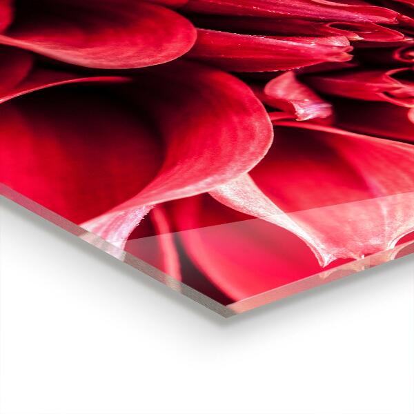 Küchenrückwand Fliesenspiegel Energetische Blütenkraft der Natur