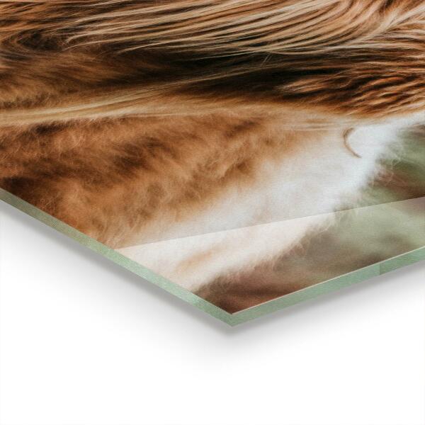 Küchenrückwand Spritzschutz Kuh im Highland-Cottage-Stil